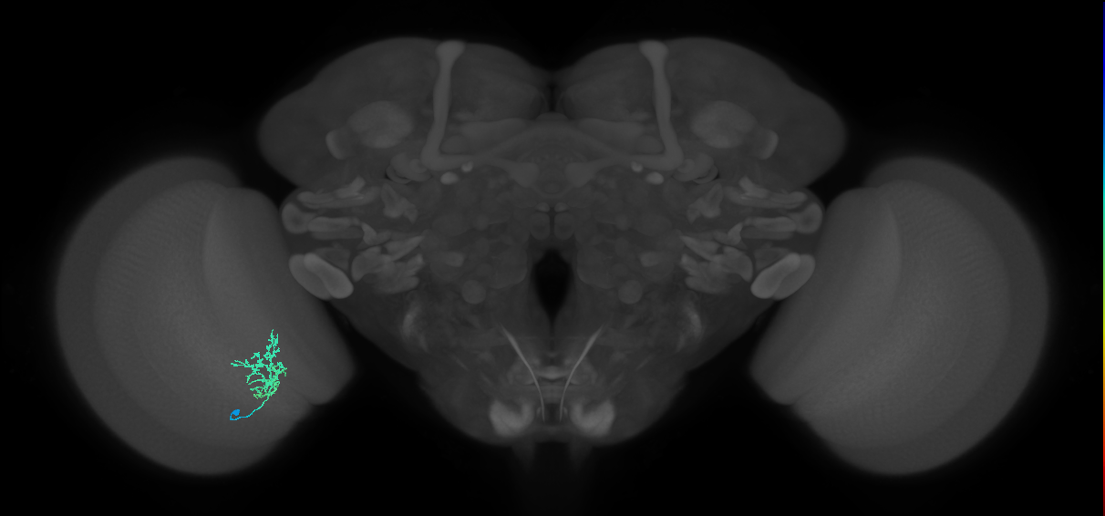 Cm3_L (MaleCNS:80994)