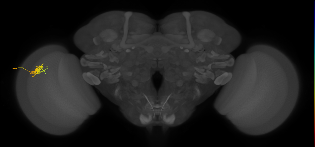 Cm3_L (MaleCNS:67201)