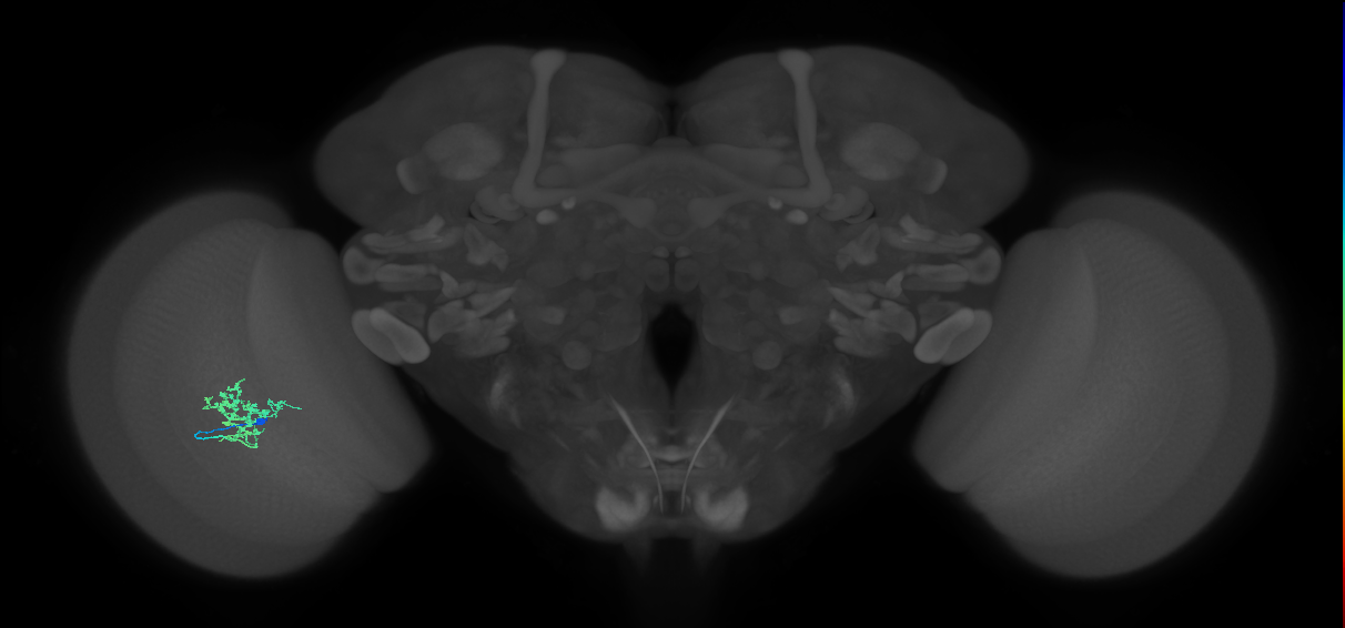 Cm3_L (MaleCNS:512692)