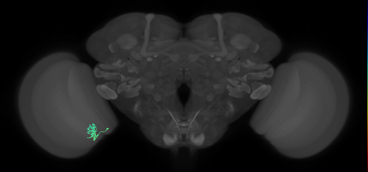 Cm3_L (MaleCNS:517108)