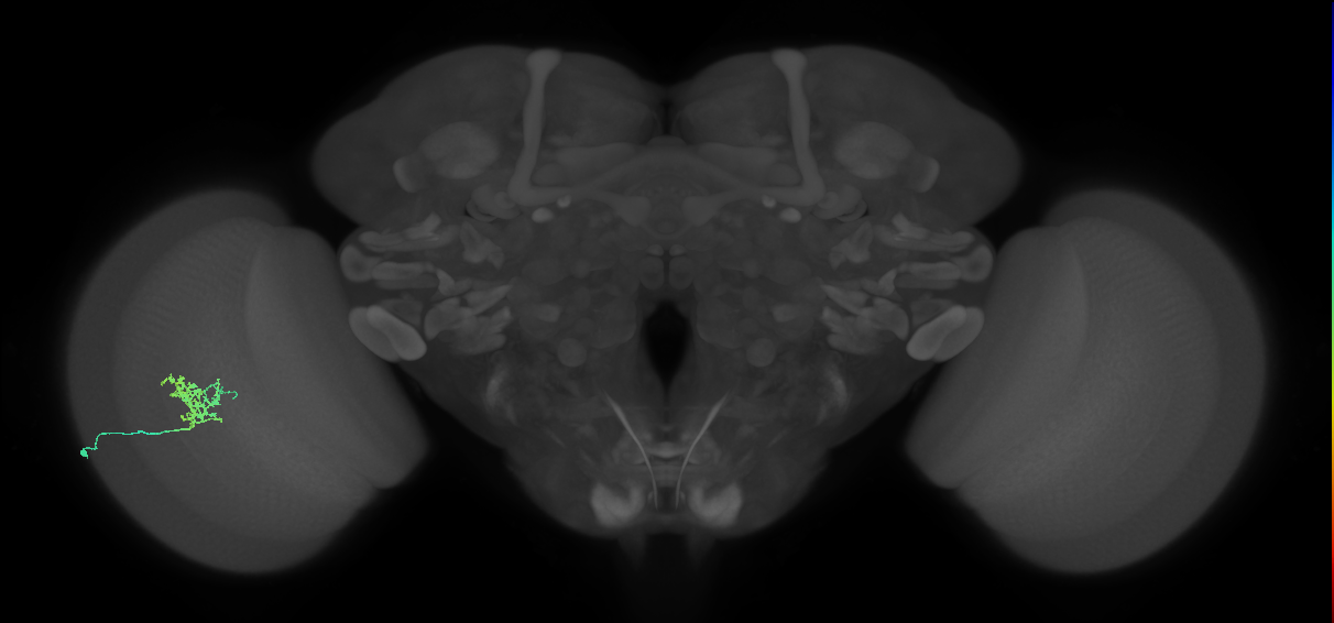 Cm3_L (MaleCNS:68263)