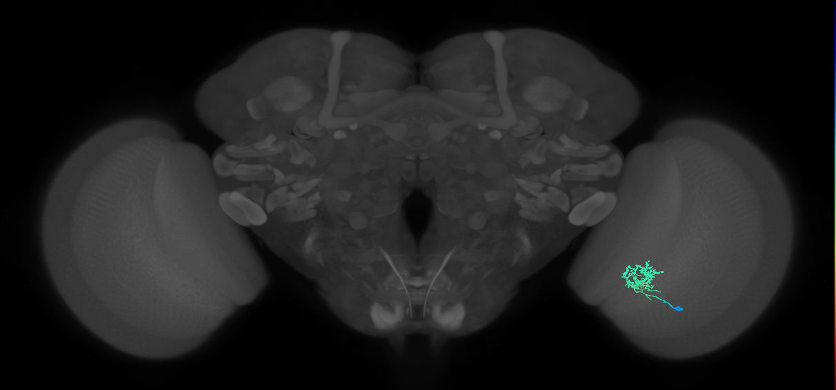 Cm3_R (MaleCNS:73546)