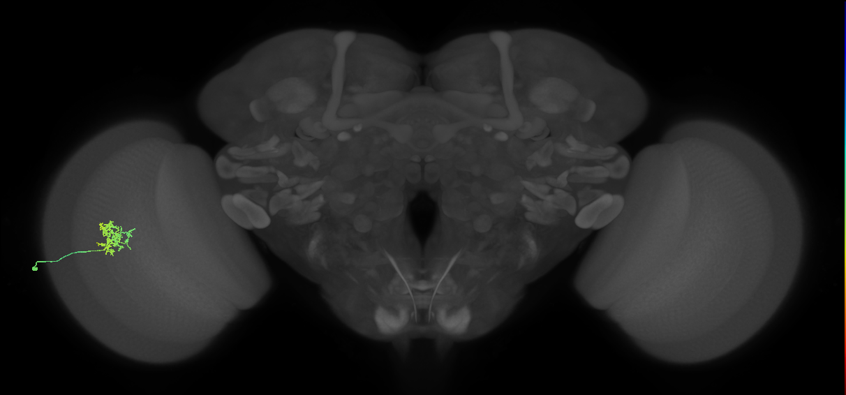 Cm3_L (MaleCNS:110089)