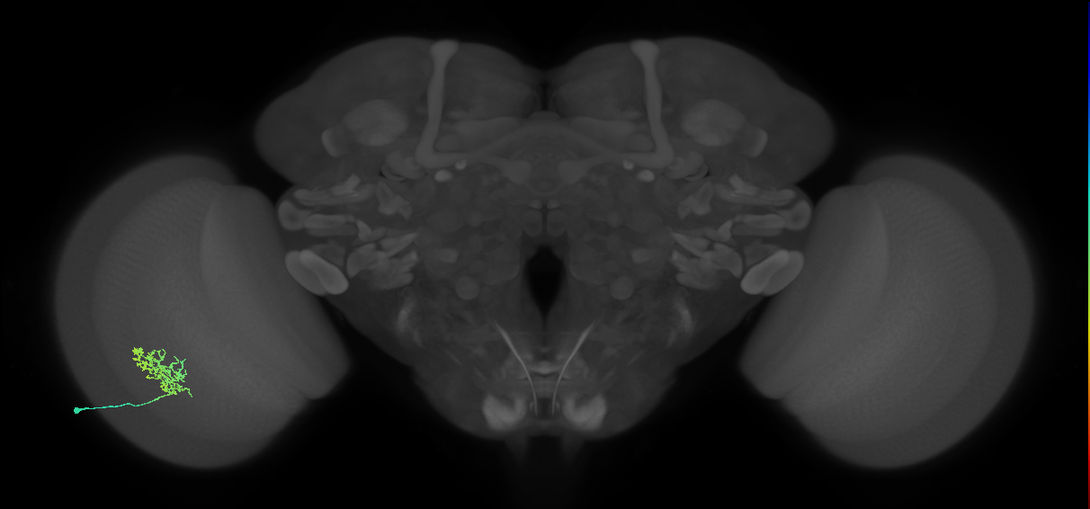 Cm3_L (MaleCNS:542817)
