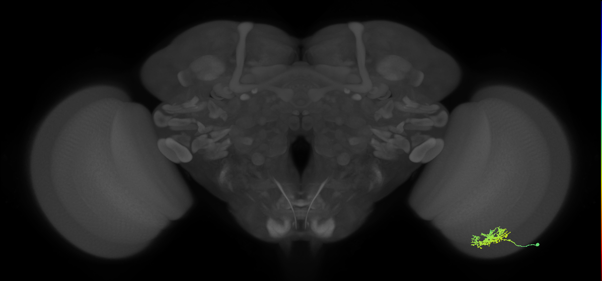 Cm3_R (MaleCNS:58889)
