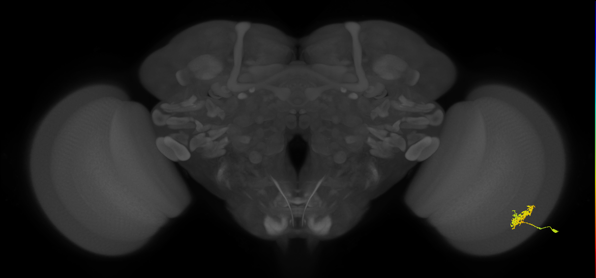 Cm3_R (MaleCNS:69032)