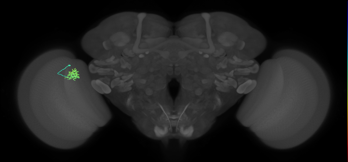 Cm3_L (MaleCNS:121419)