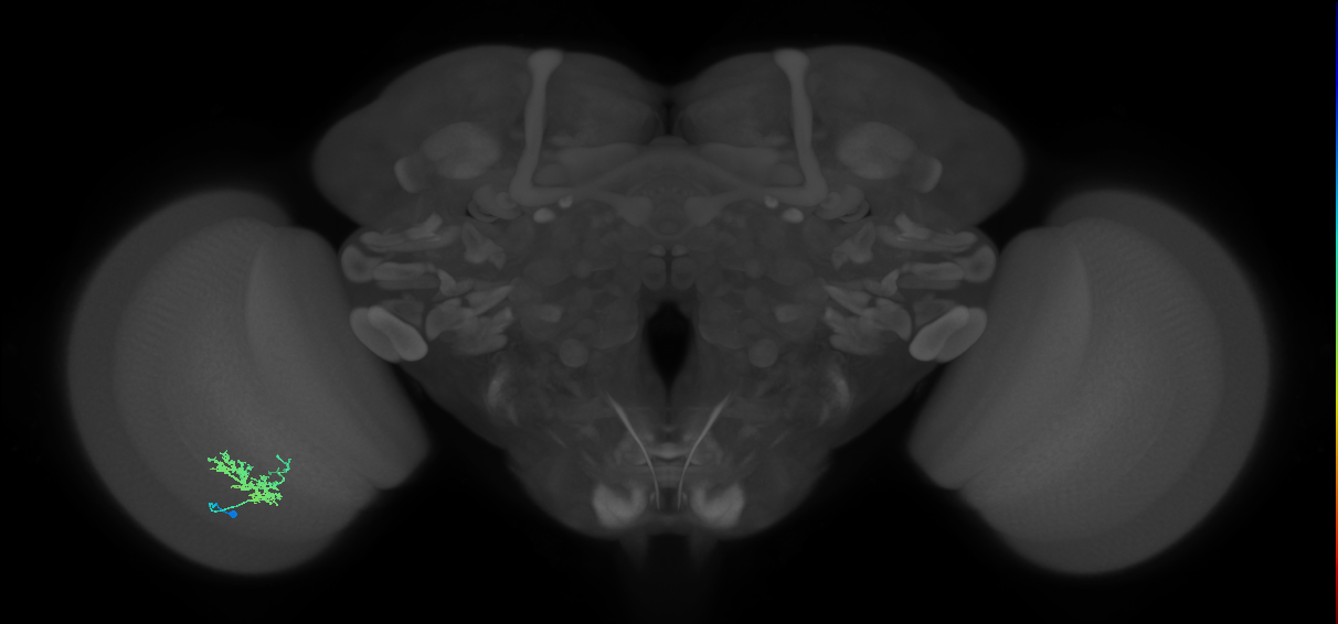 Cm3_L (MaleCNS:543145)