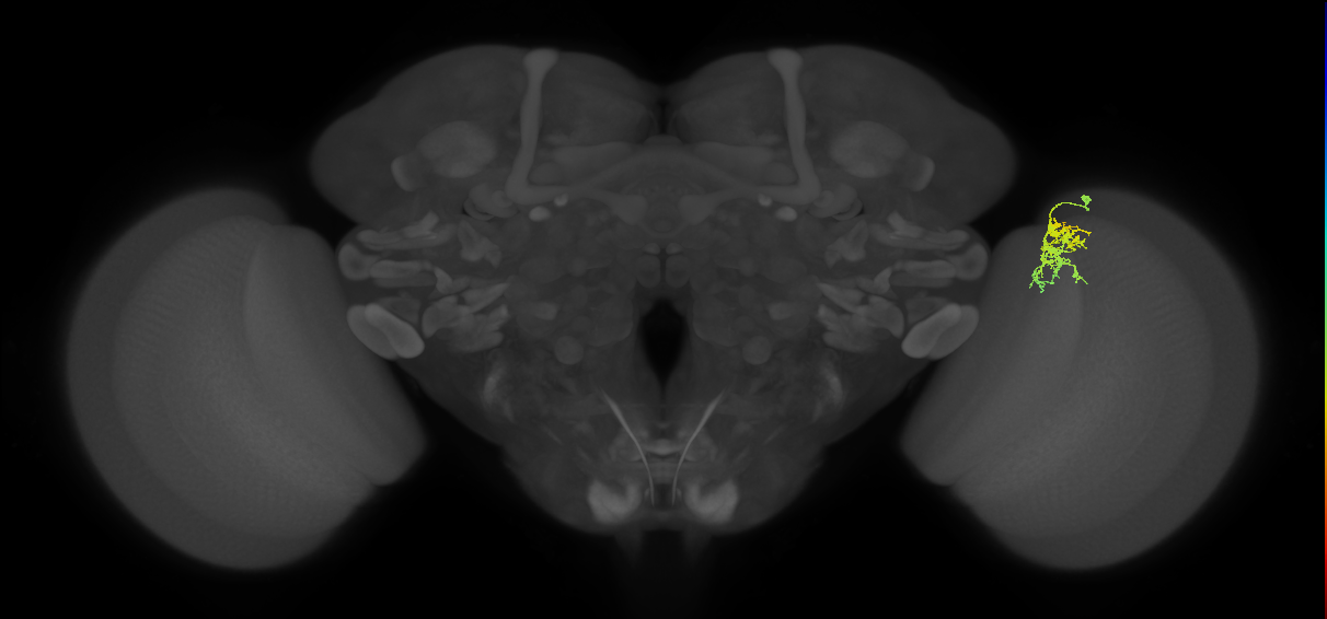 Cm3_R (MaleCNS:72798)