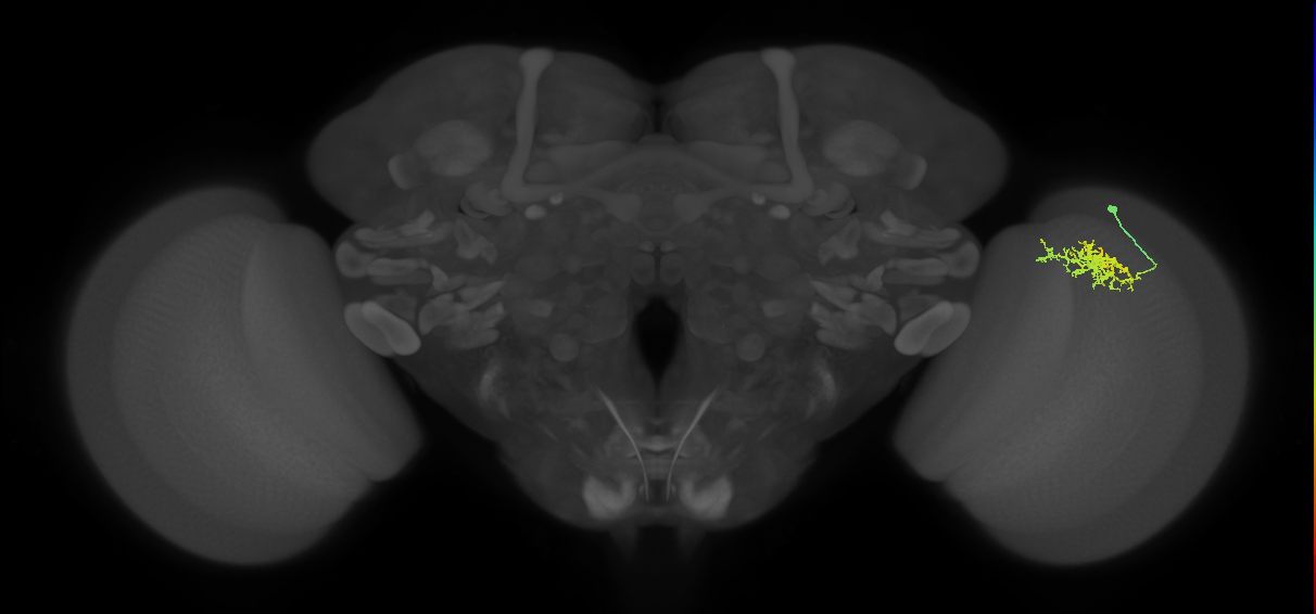 Cm3_R (MaleCNS:67261)