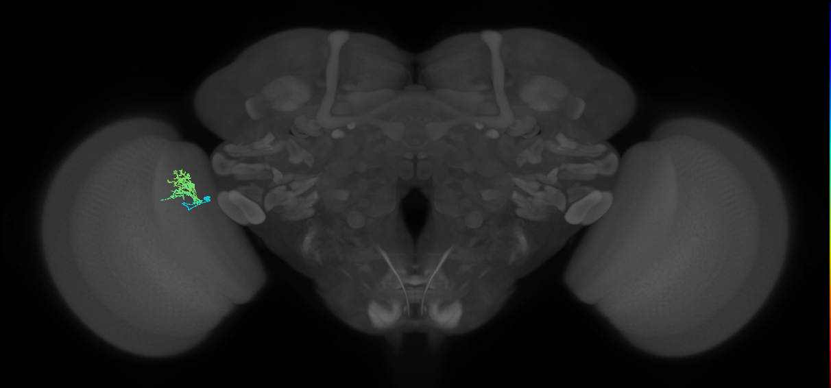 Cm3_L (MaleCNS:521343)