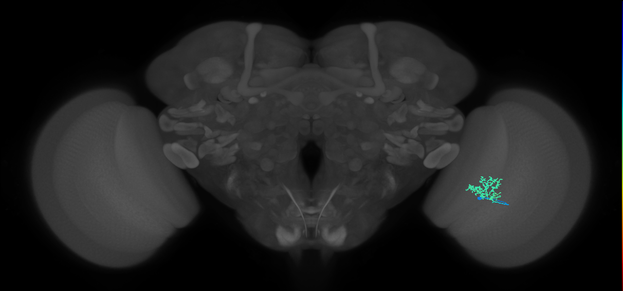 Cm3_R (MaleCNS:83679)