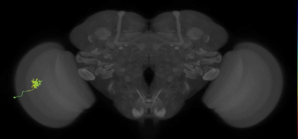 Cm3_L (MaleCNS:76084)