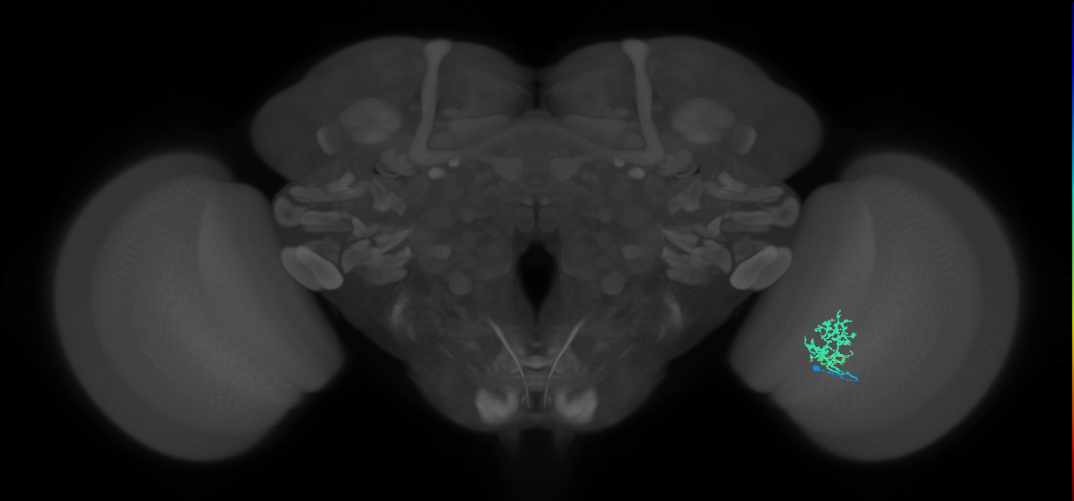 Cm3_R (MaleCNS:77308)