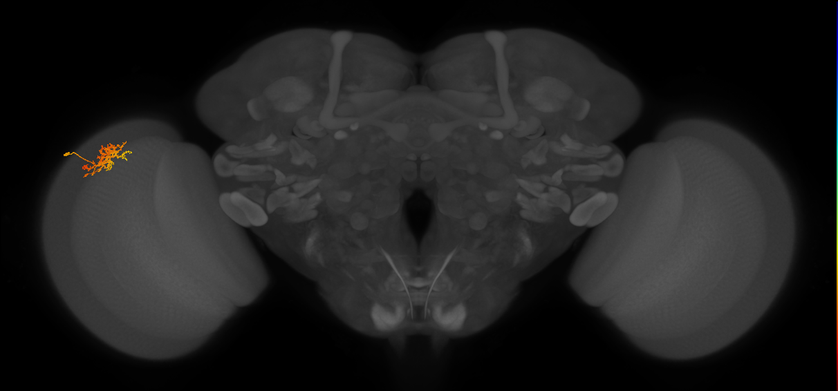 Cm3_L (MaleCNS:48355)