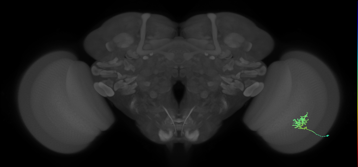 Cm3_R (MaleCNS:67121)