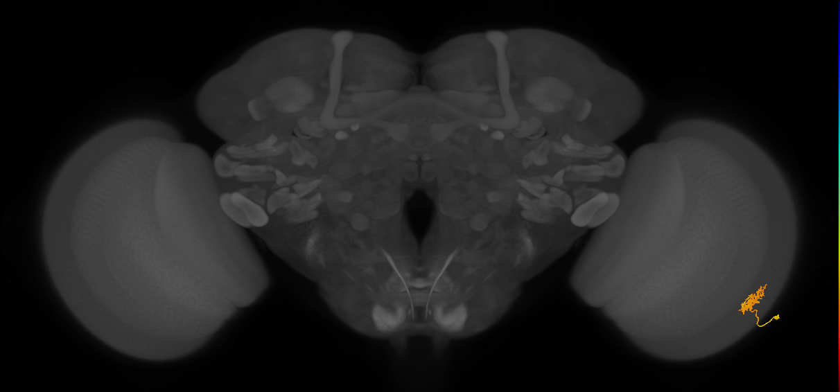 Cm3_R (MaleCNS:83336)