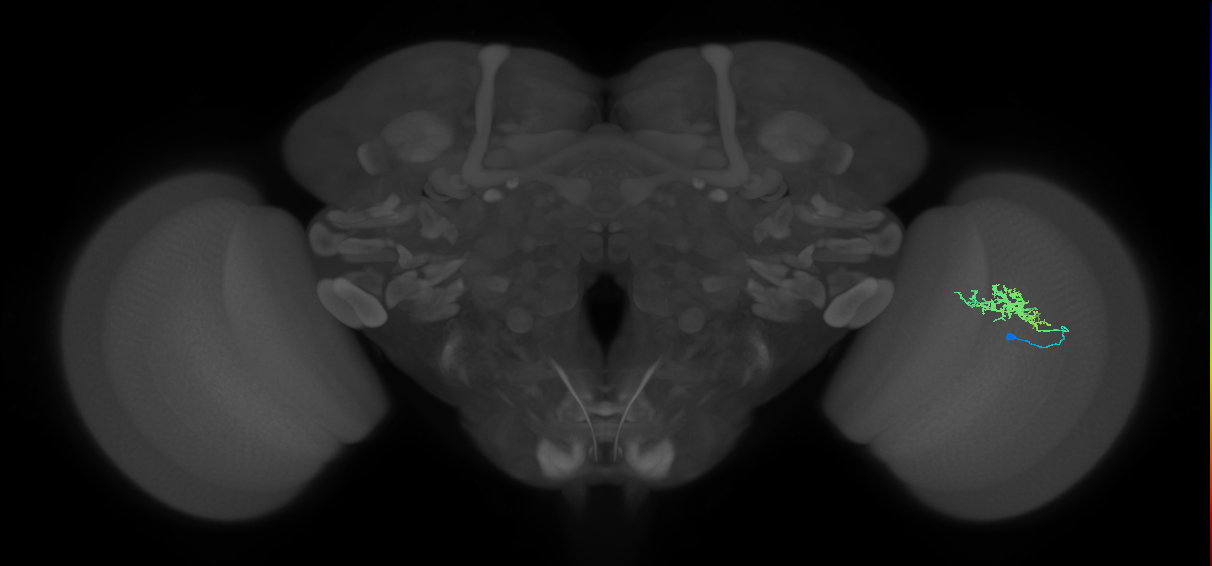 Cm3_R (MaleCNS:78334)