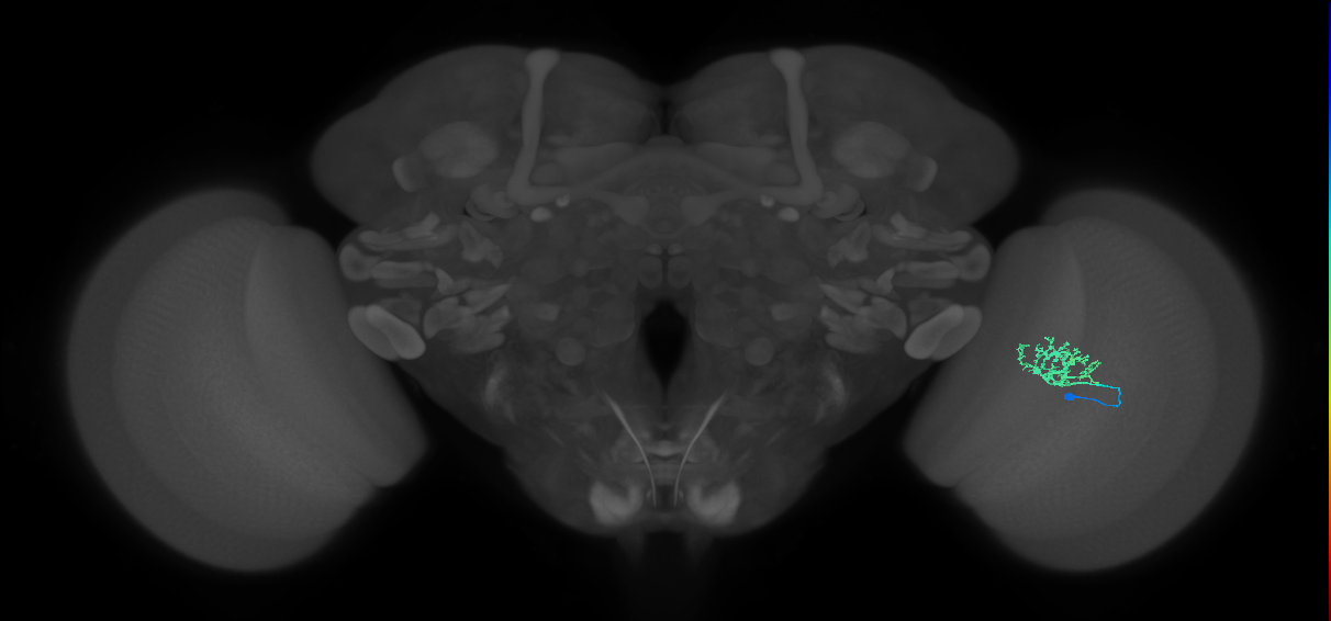 Cm3_R (MaleCNS:74309)