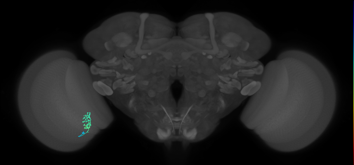 Cm3_L (MaleCNS:113219)