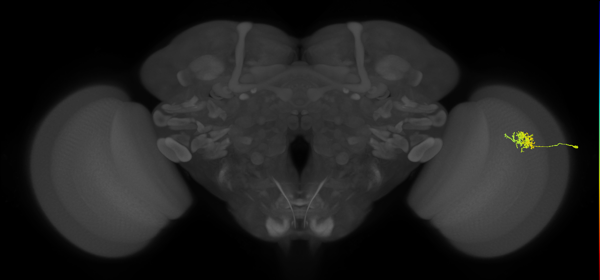 Cm3_R (MaleCNS:69521)