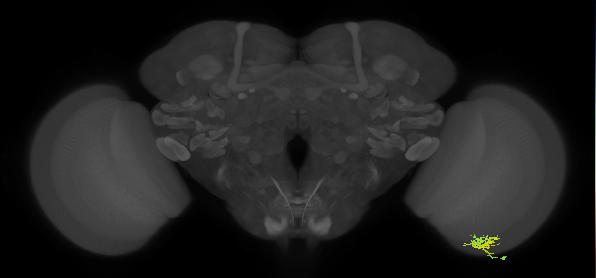 Cm3_R (MaleCNS:64806)