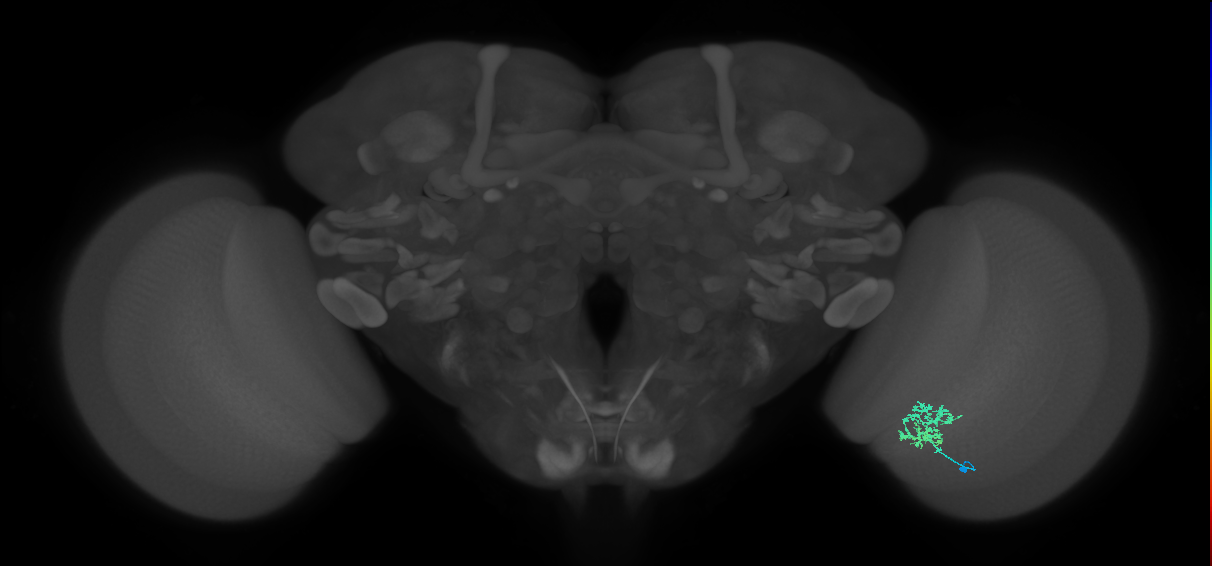 Cm3_R (MaleCNS:86135)
