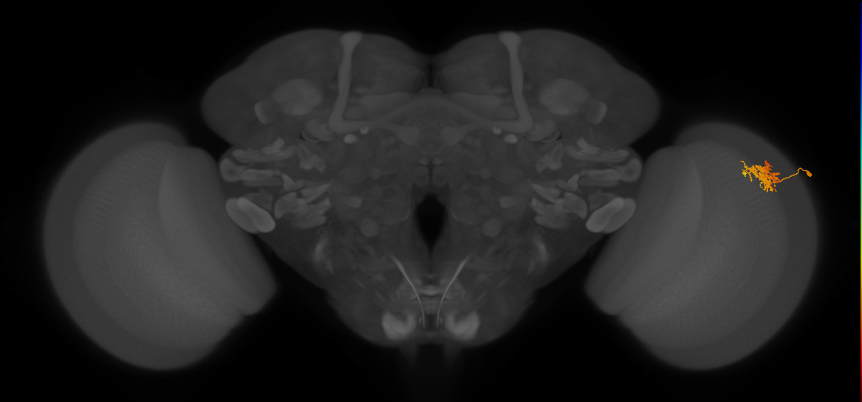 Cm3_R (MaleCNS:68192)
