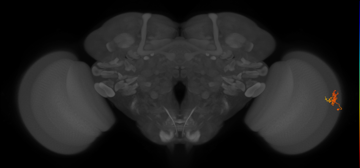 Cm3_R (MaleCNS:92486)