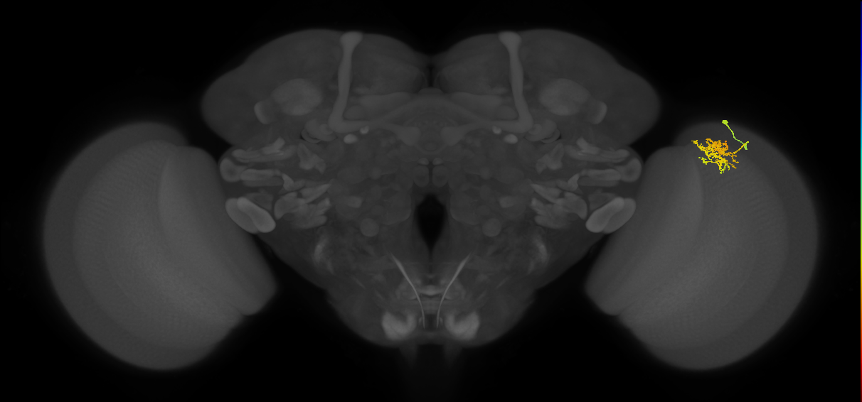 Cm3_R (MaleCNS:67044)