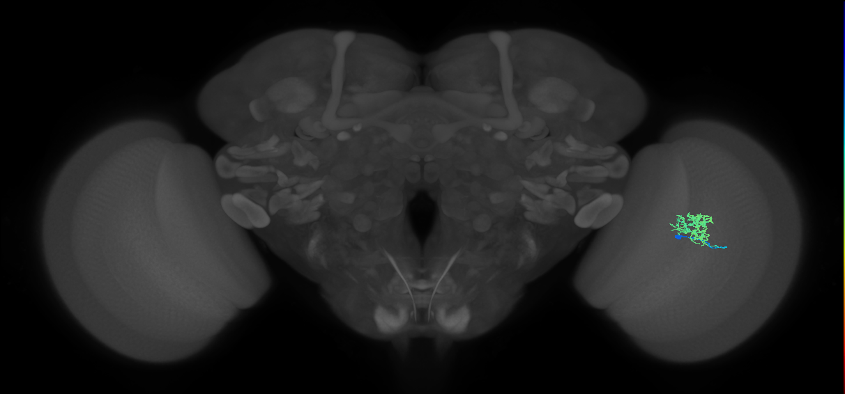 Cm3_R (MaleCNS:76822)
