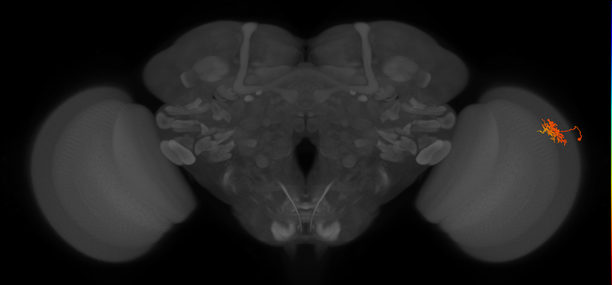 Cm3_R (MaleCNS:47628)