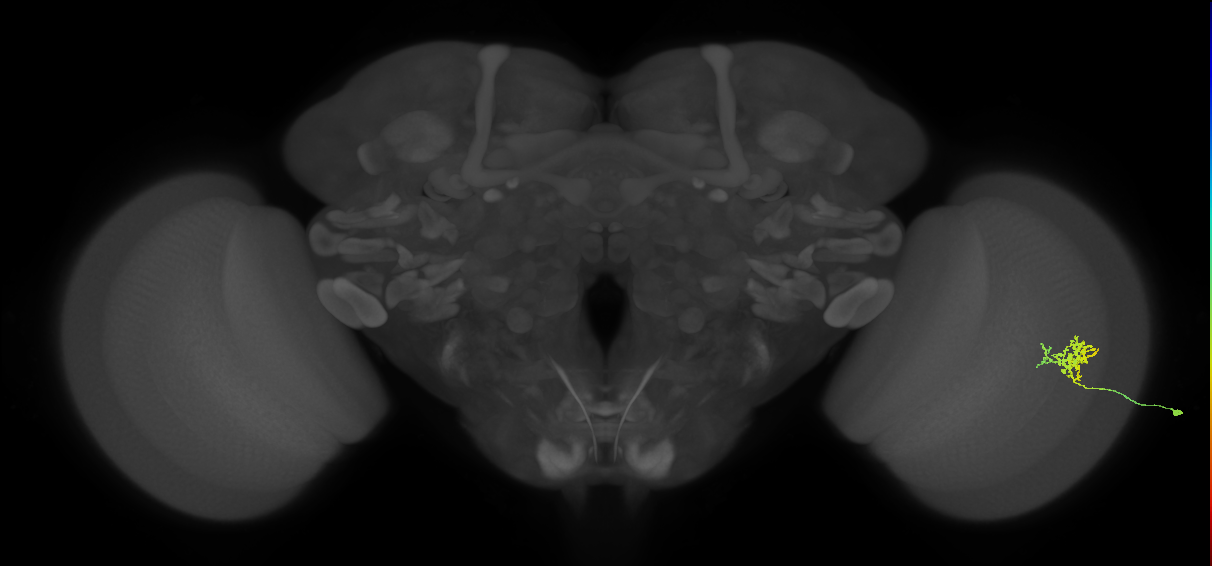 Cm3_R (MaleCNS:63279)