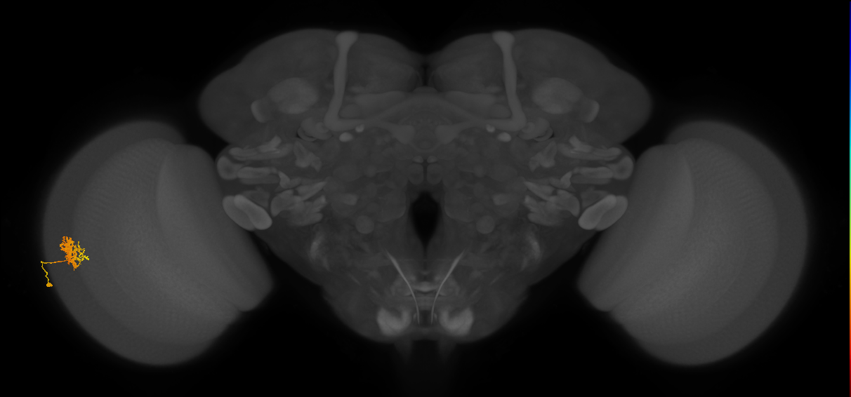 Cm3_L (MaleCNS:22782)