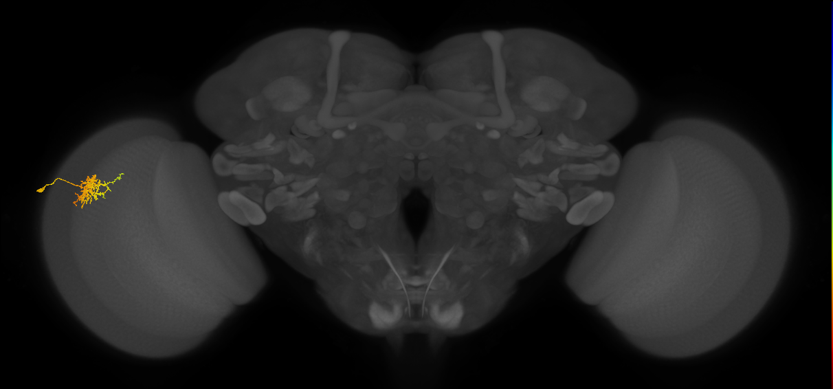 Cm3_L (MaleCNS:61422)