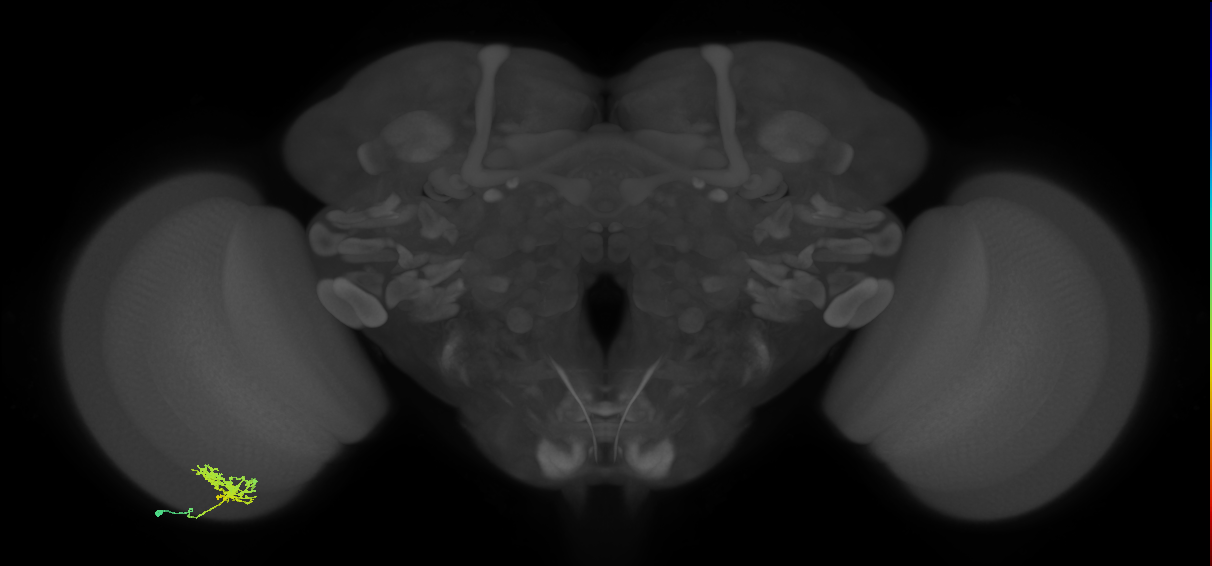 Cm3_L (MaleCNS:70394)
