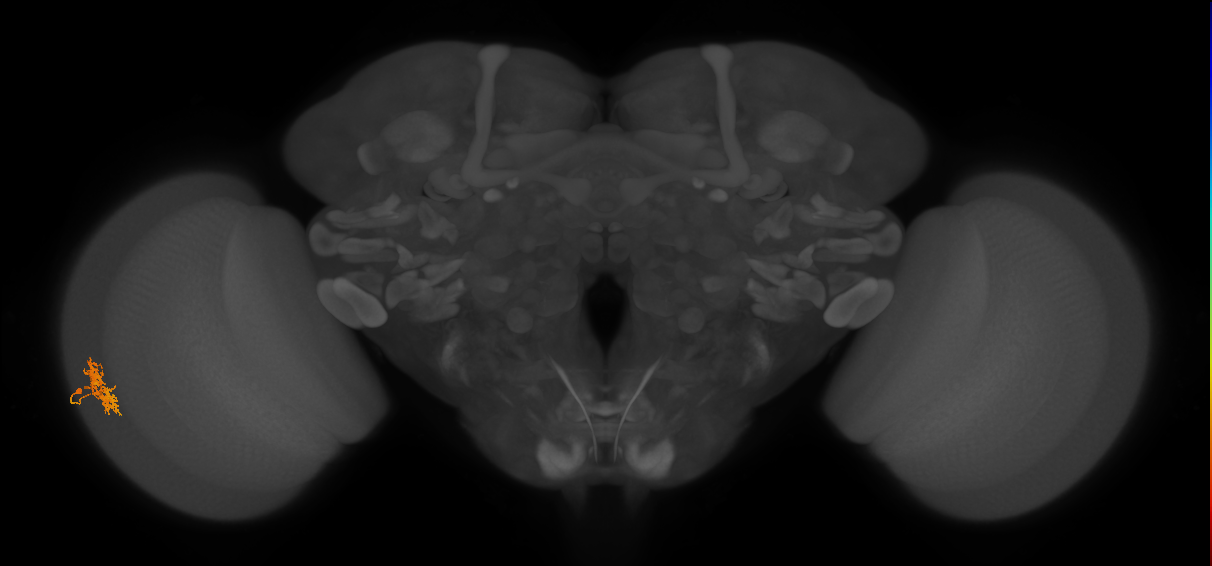 Cm3_L (MaleCNS:177206)