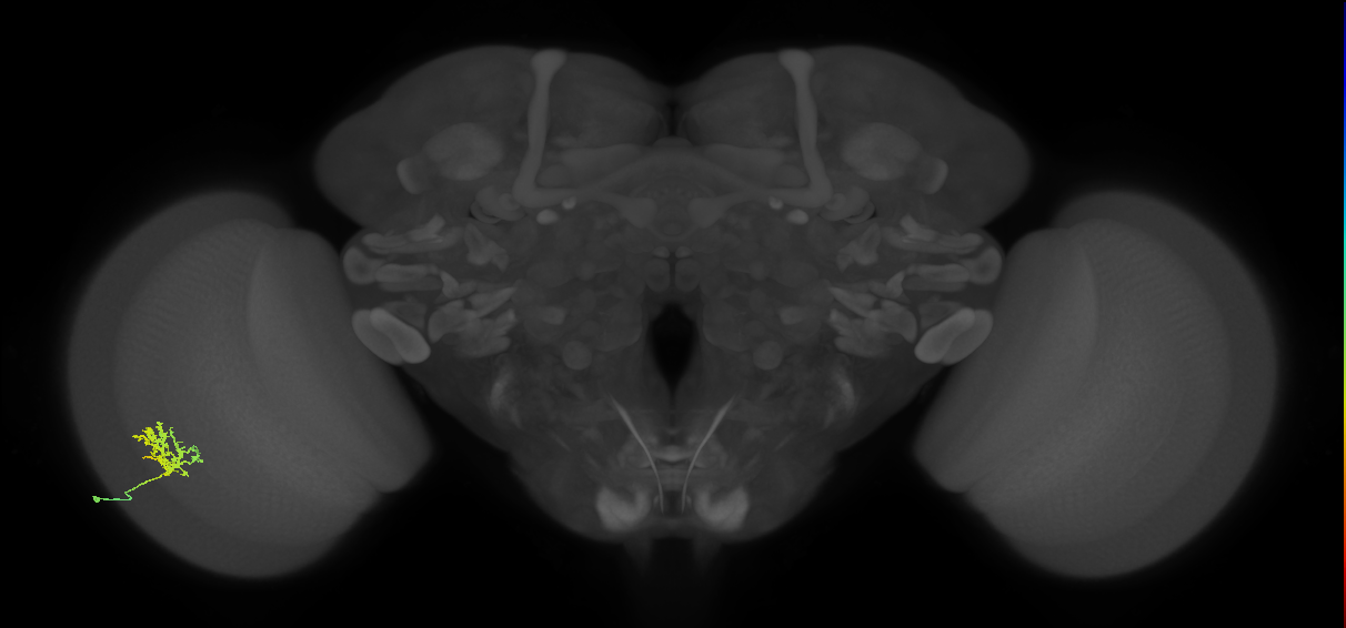 Cm3_L (MaleCNS:177364)