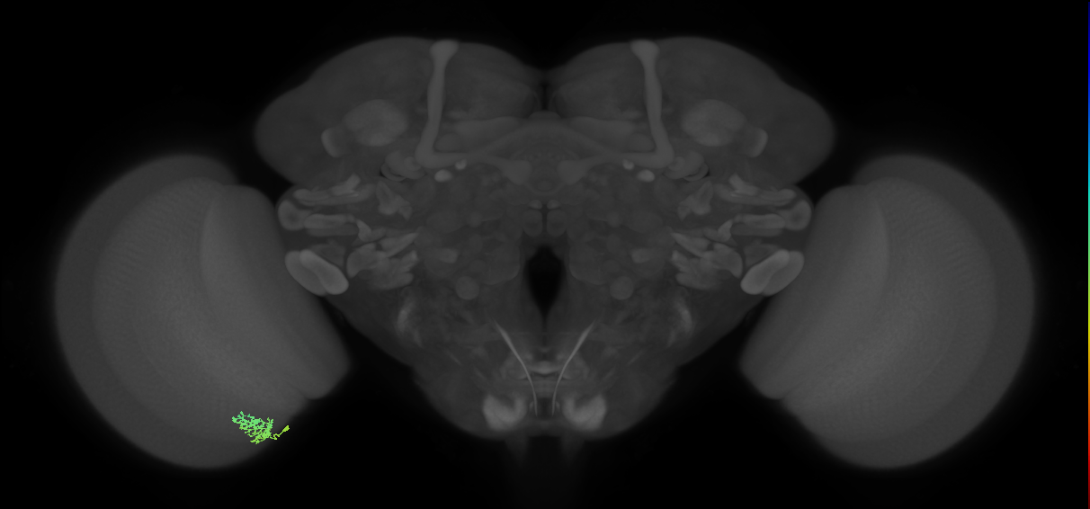 Cm3_L (MaleCNS:557003)