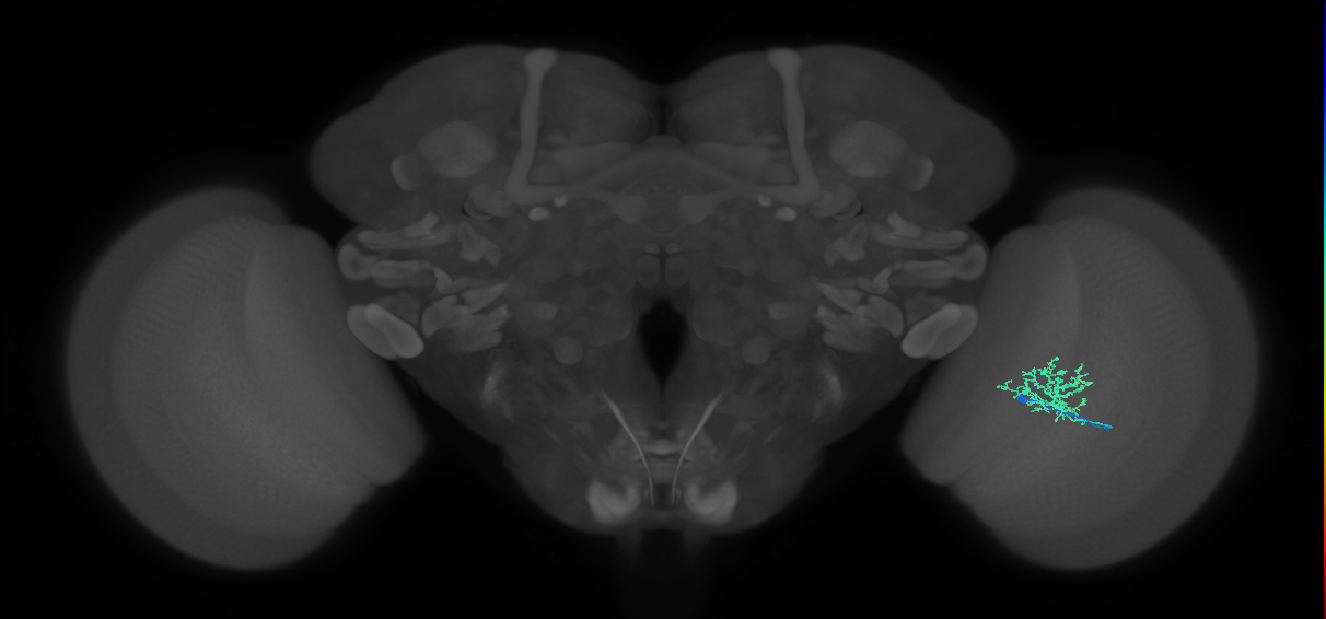 Cm3_R (MaleCNS:68509)