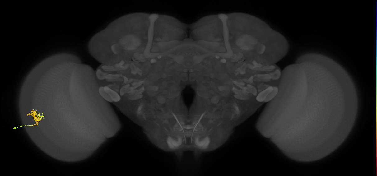 Cm3_L (MaleCNS:525916)