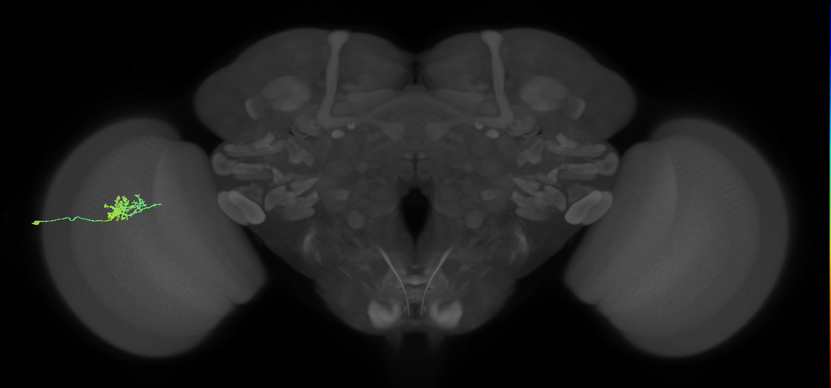 Cm3_L (MaleCNS:116272)