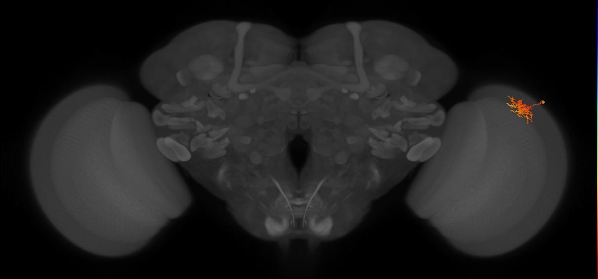 Cm3_R (MaleCNS:79004)