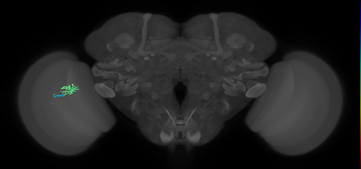 Cm3_L (MaleCNS:97117)