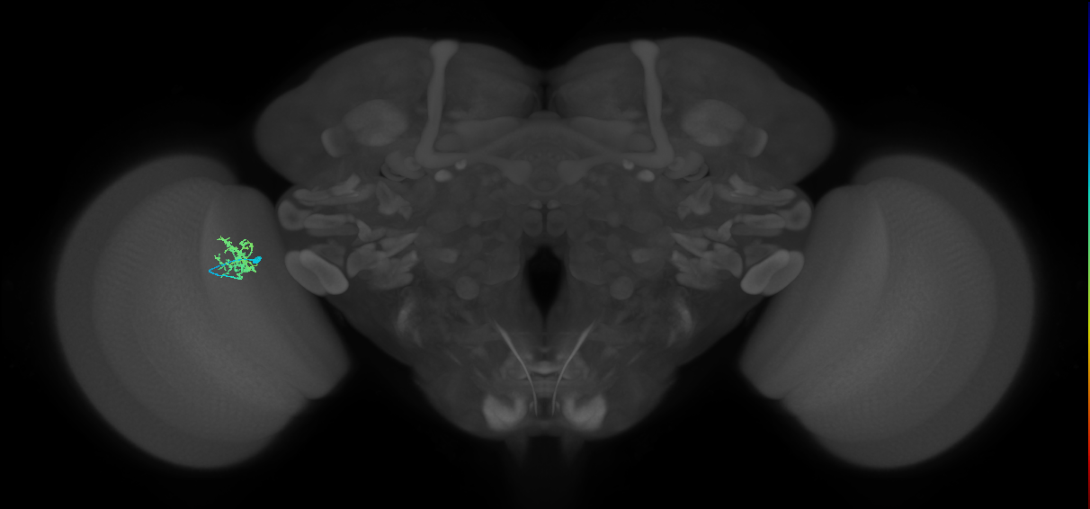 Cm3_L (MaleCNS:535732)
