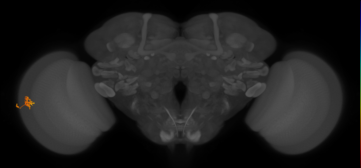 Cm3_L (MaleCNS:162265)