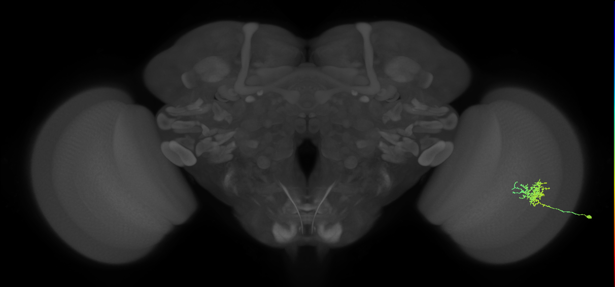 Cm3_R (MaleCNS:53860)