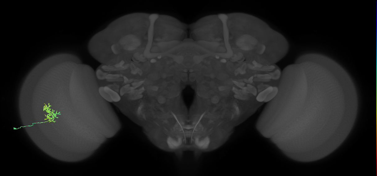 Cm3_L (MaleCNS:92097)