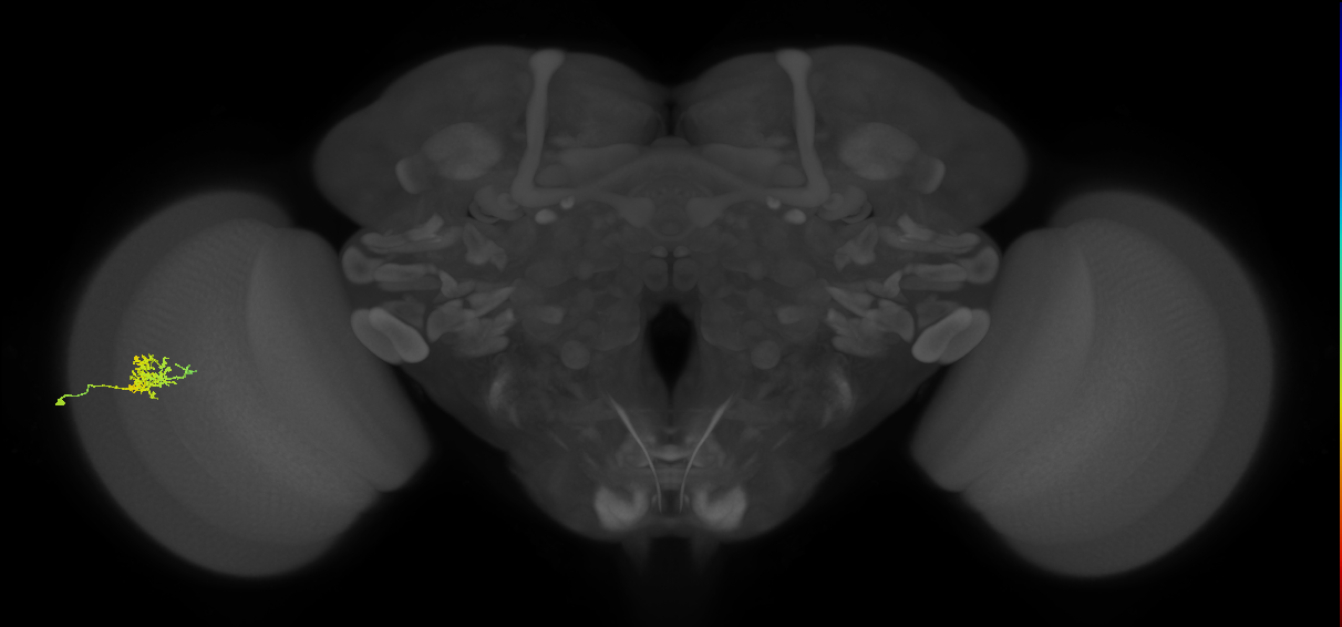 Cm3_L (MaleCNS:71562)