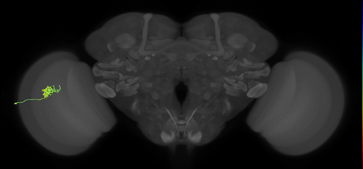 Cm3_L (MaleCNS:47001)